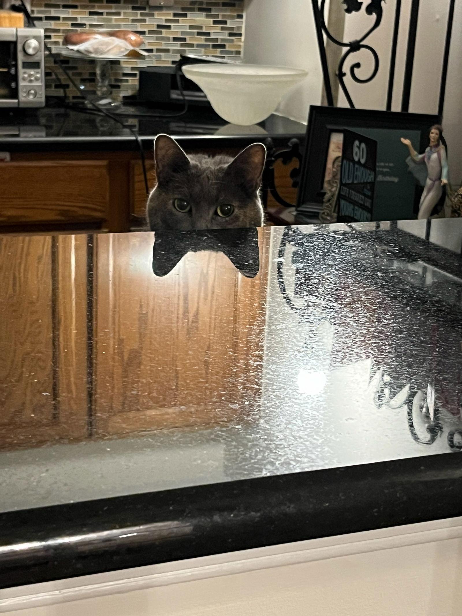 Graycie, a Adoptable Domestic Short Hair in Furlong, PA image 3/5