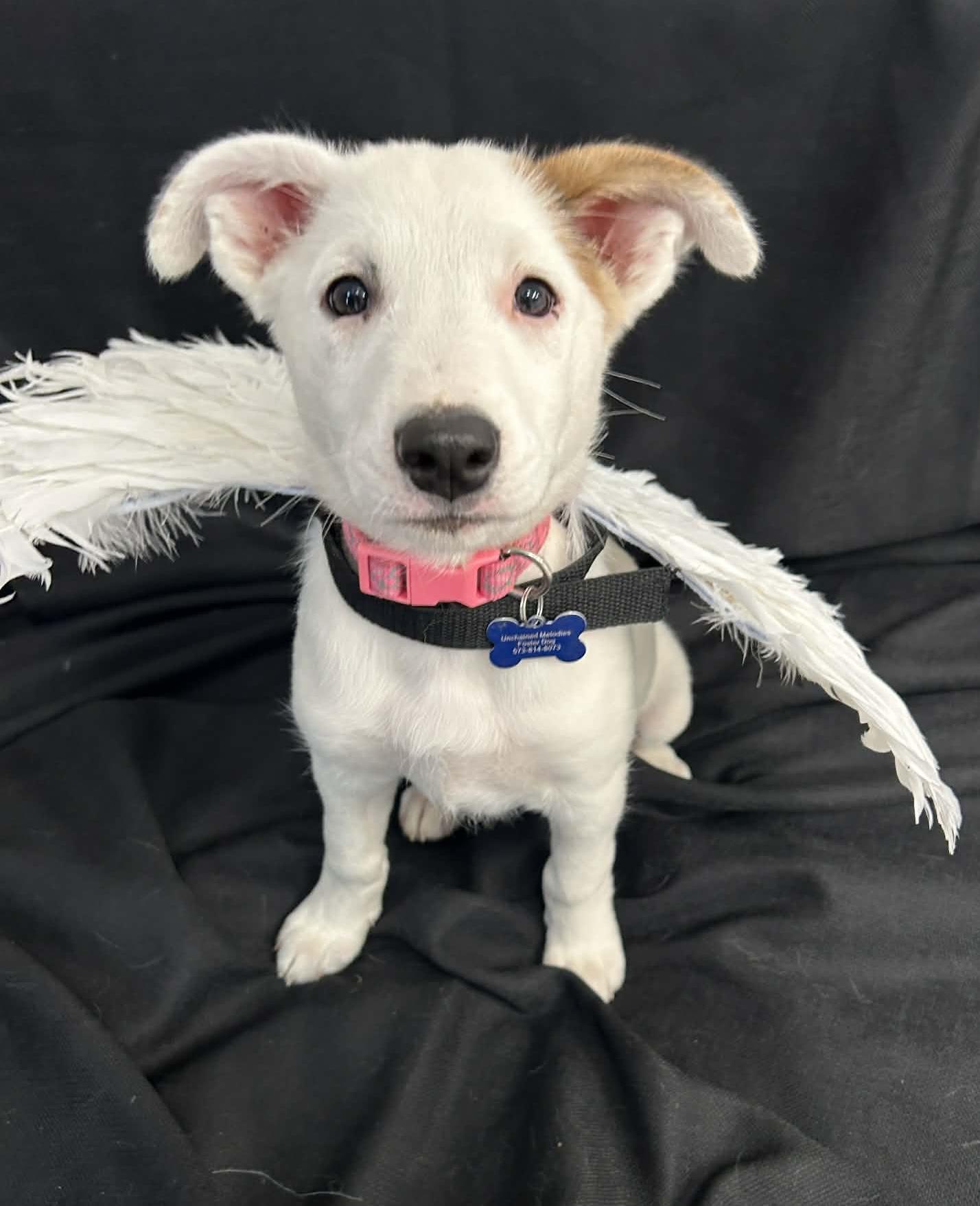 Enlarge Angel, a ADOPTABLE mixed breed in Columbia, MO image 1/5