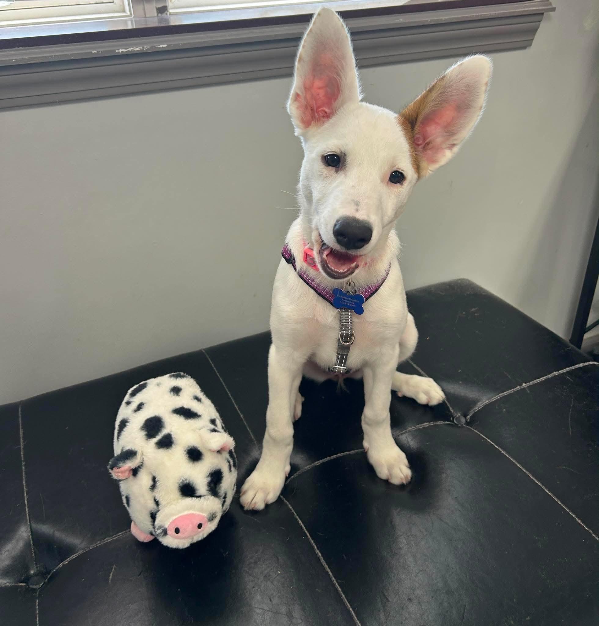 Angel, a ADOPTABLE mixed breed in Columbia, MO image 2/5