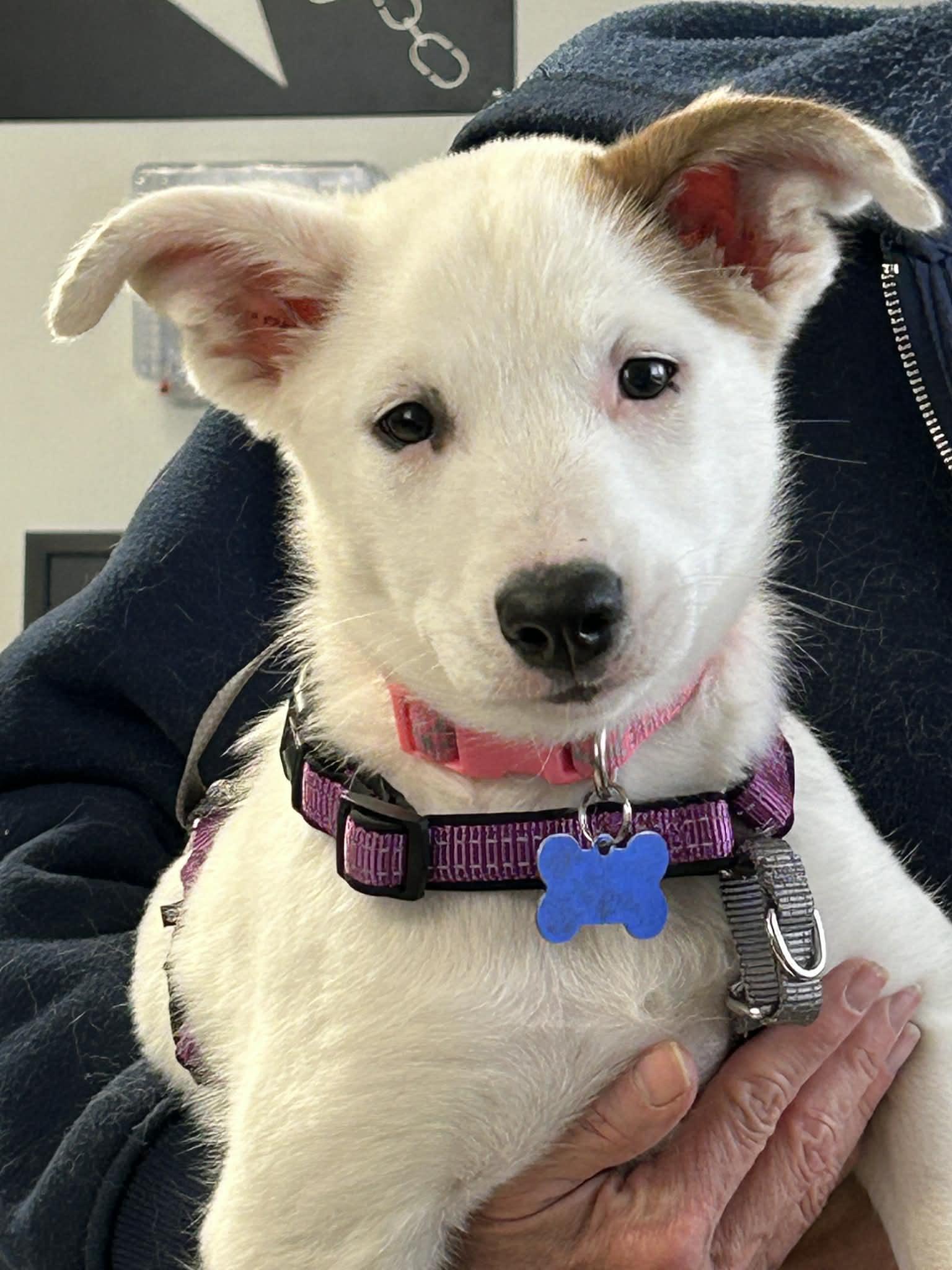 Enlarge Angel, a ADOPTABLE mixed breed in Columbia, MO image 3/5