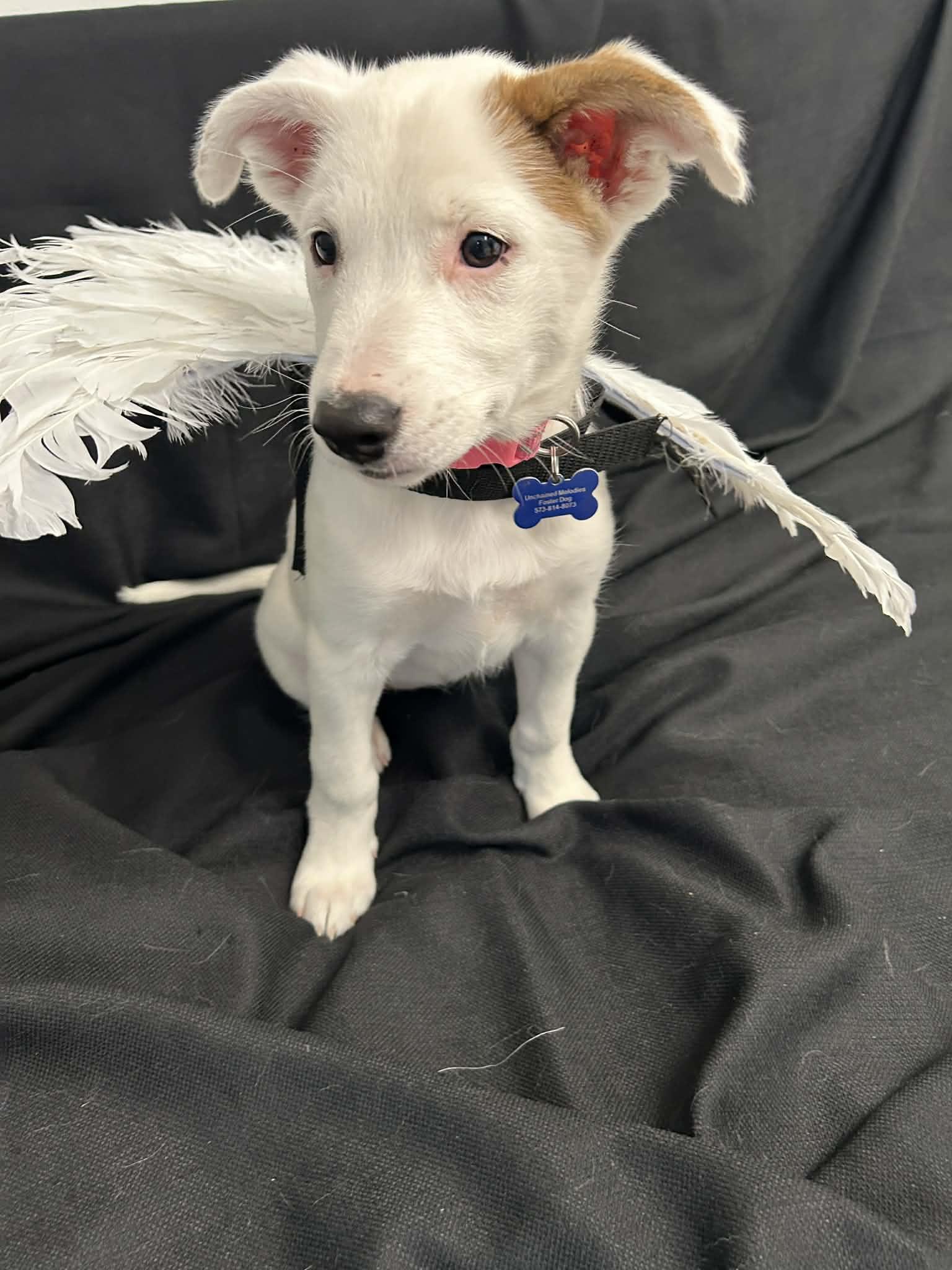 Enlarge Angel, a ADOPTABLE mixed breed in Columbia, MO image 2/5