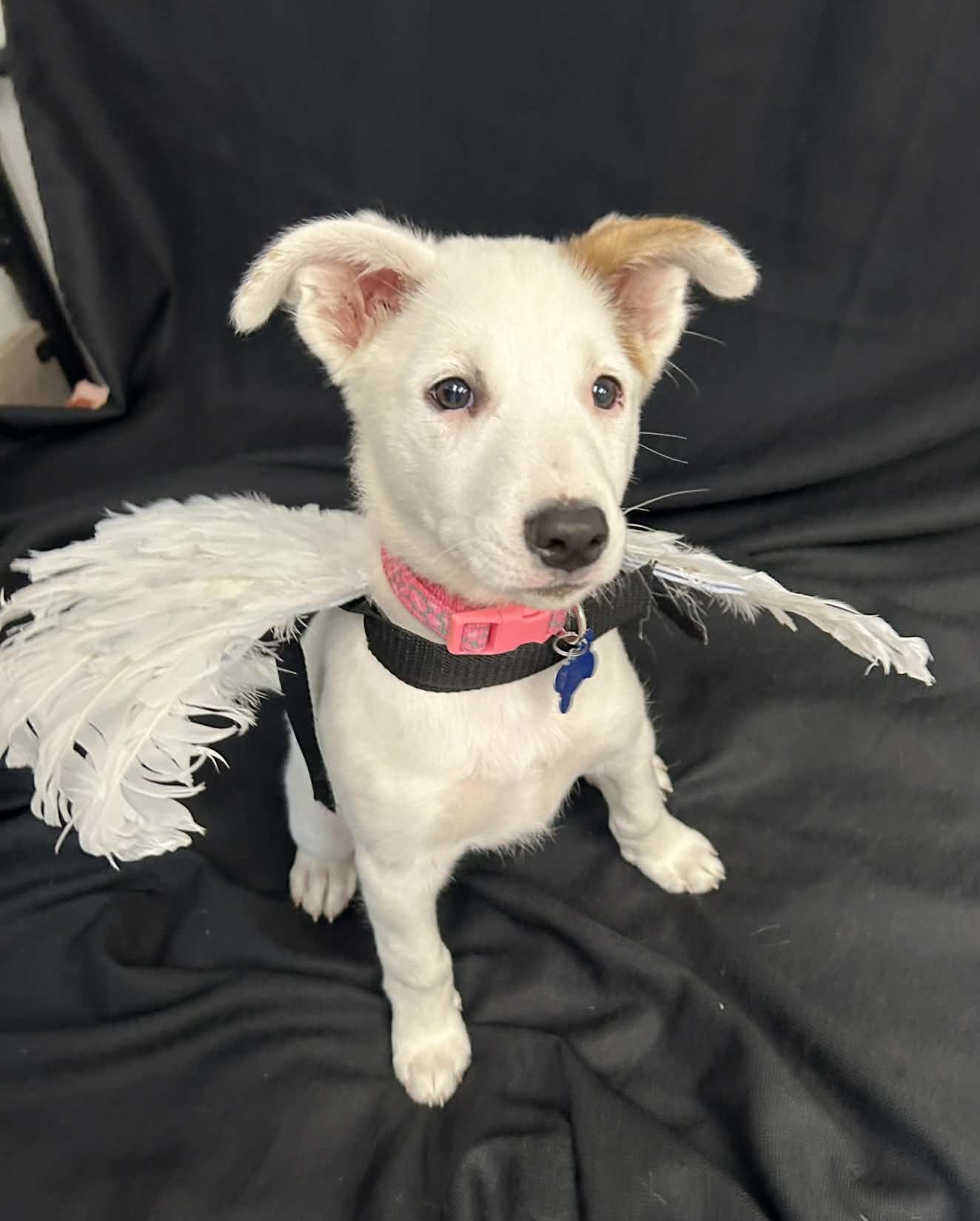 Enlarge Angel, a ADOPTABLE mixed breed in Columbia, MO image 4/5