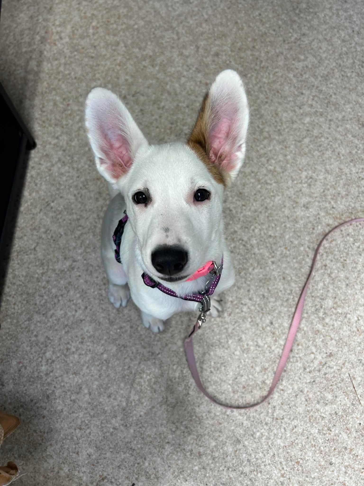 Angel, ADOPTABLE, Puppy Female Hound.