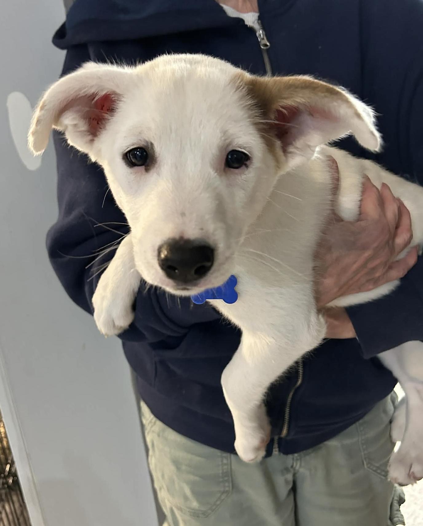 Enlarge Angel, a ADOPTABLE mixed breed in Columbia, MO image 5/5