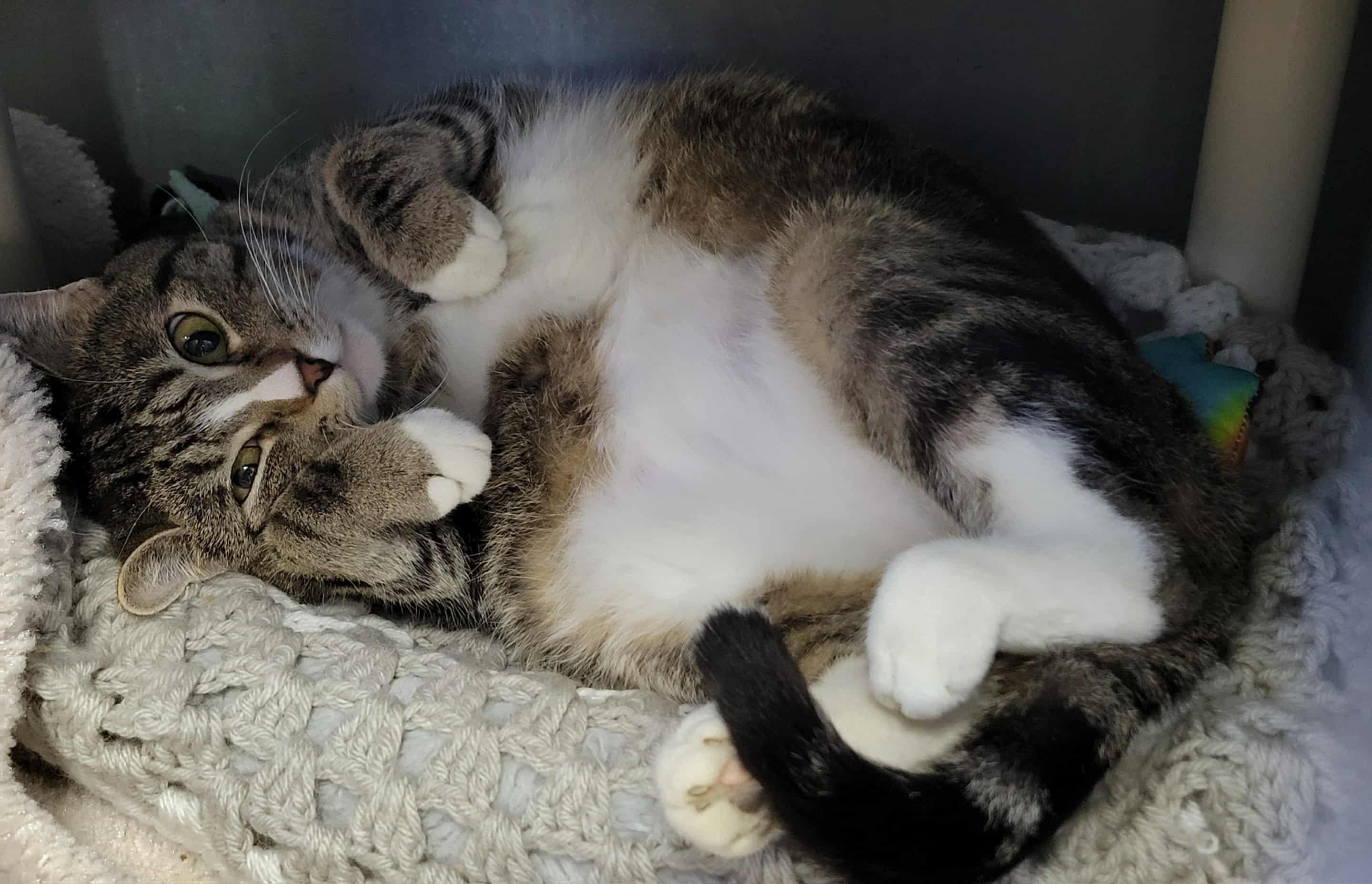 Dobby, an adoptable Tabby in Portage, WI, 53901 | Photo Image 1