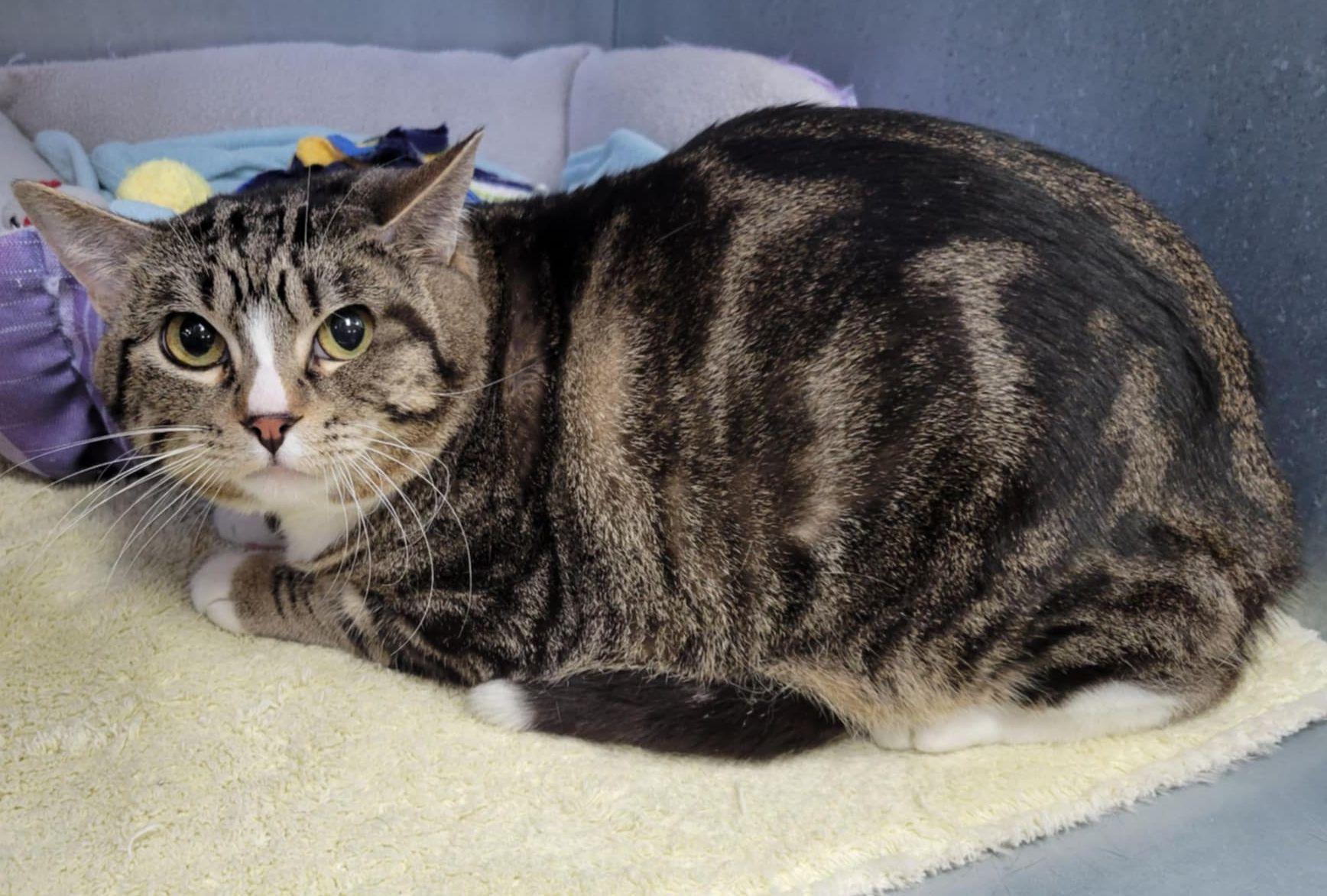 Dobby, an adoptable Tabby in Portage, WI, 53901 | Photo Image 2