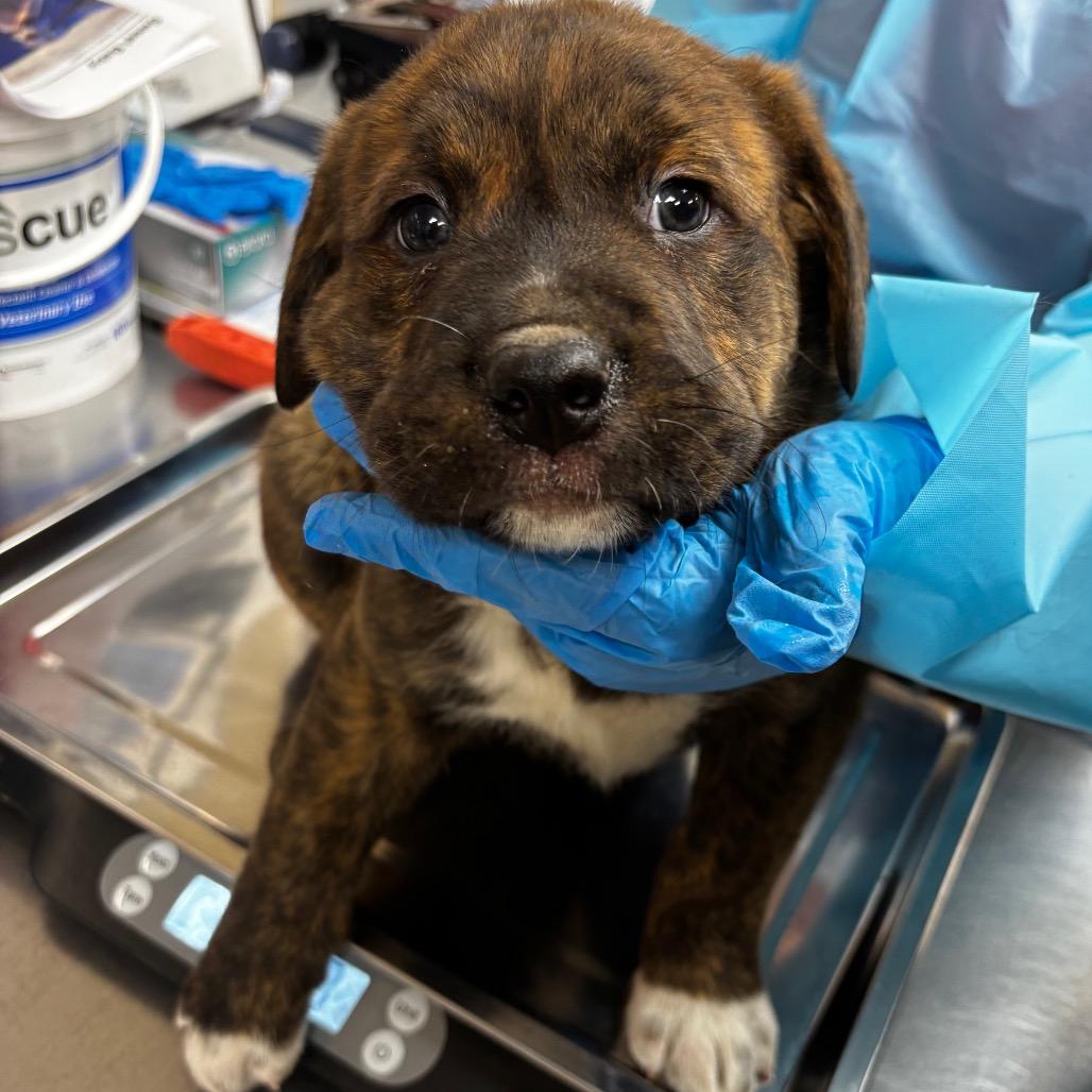 Hazel, Adoptable, Puppy Female Chow Chow.