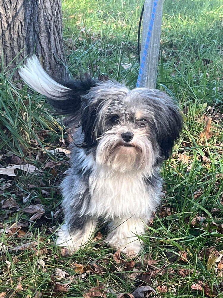 Fenway Bark thumbnail 2