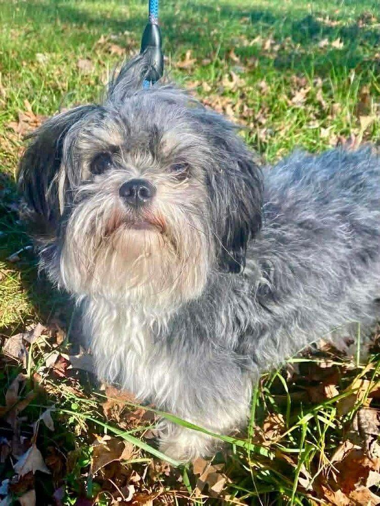 Fenway Bark thumbnail 3