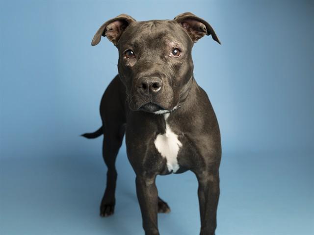 KIRA, Adoptable, Young Female Pit Bull Terrier.
