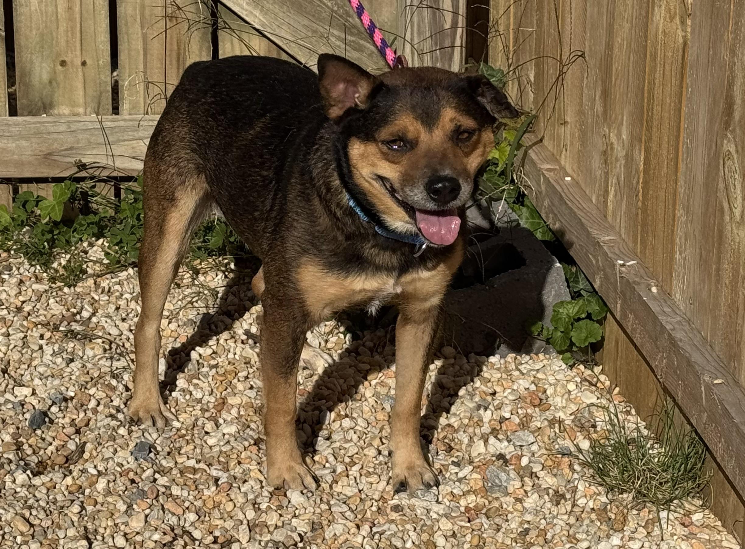 Stacy, a Adoptable mixed breed in Ellicott City, MD image 2/3