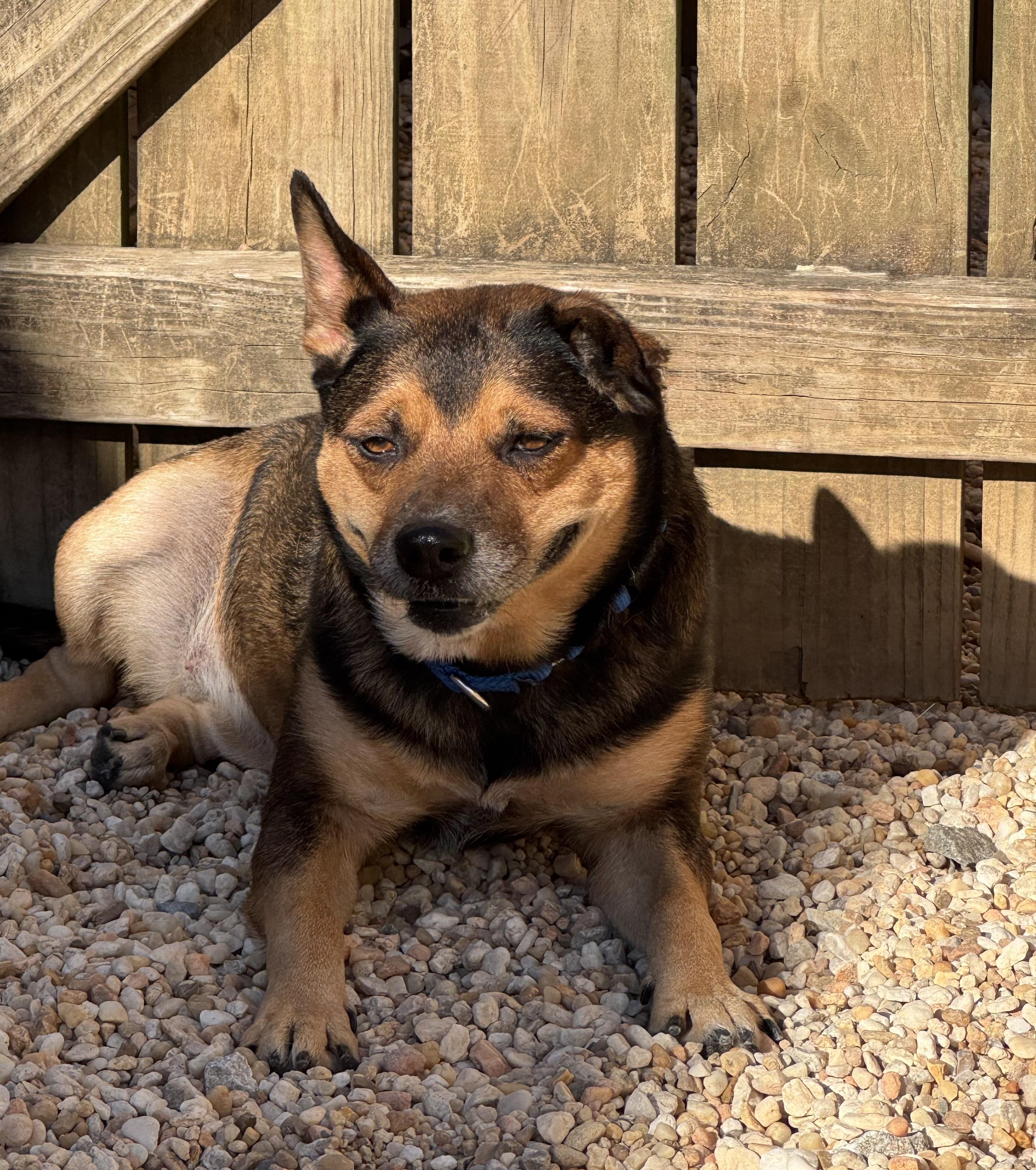 Stacy, a Adoptable mixed breed in Ellicott City, MD image 3/3