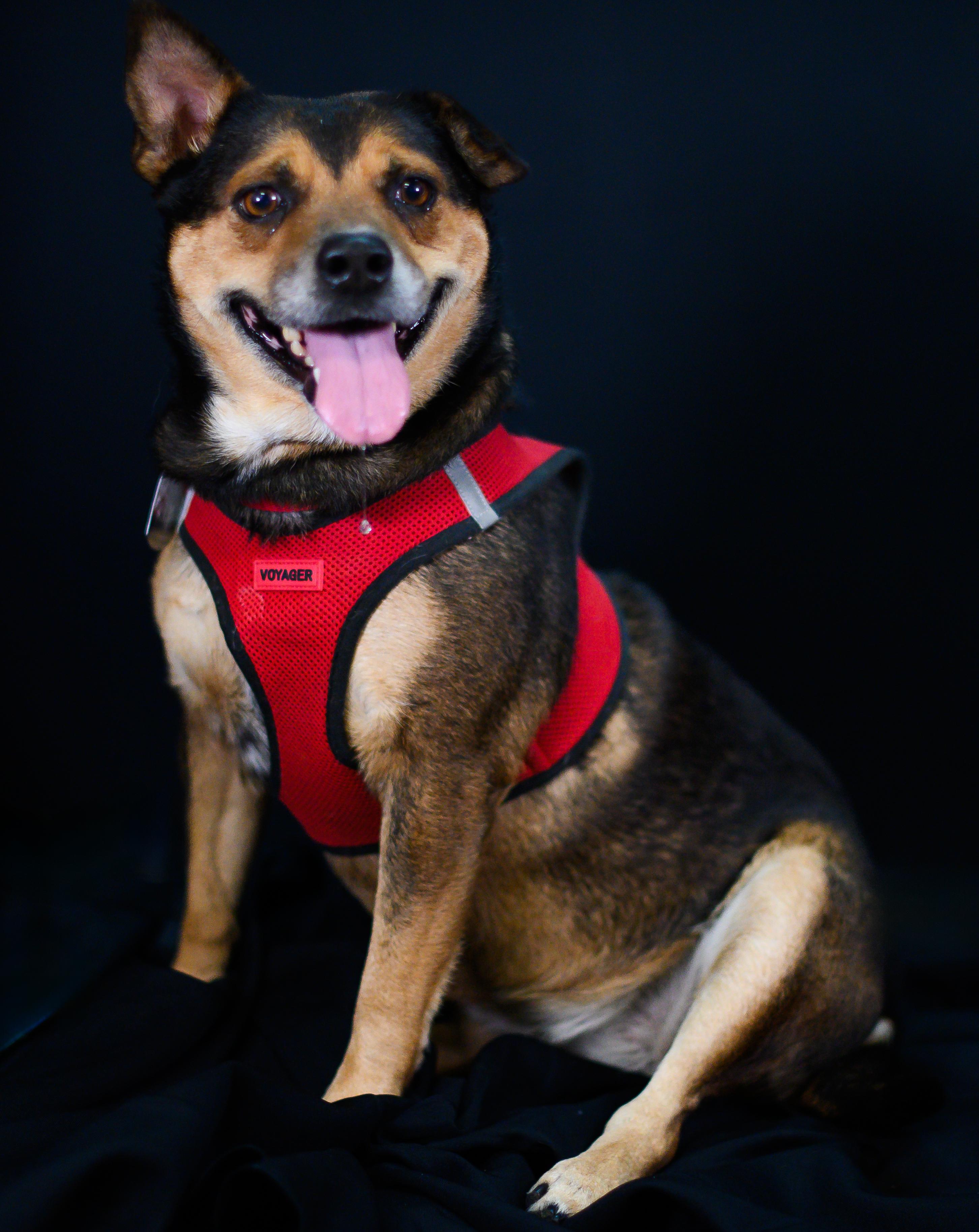 Stacy, Adoptable, Adult Female Beagle.