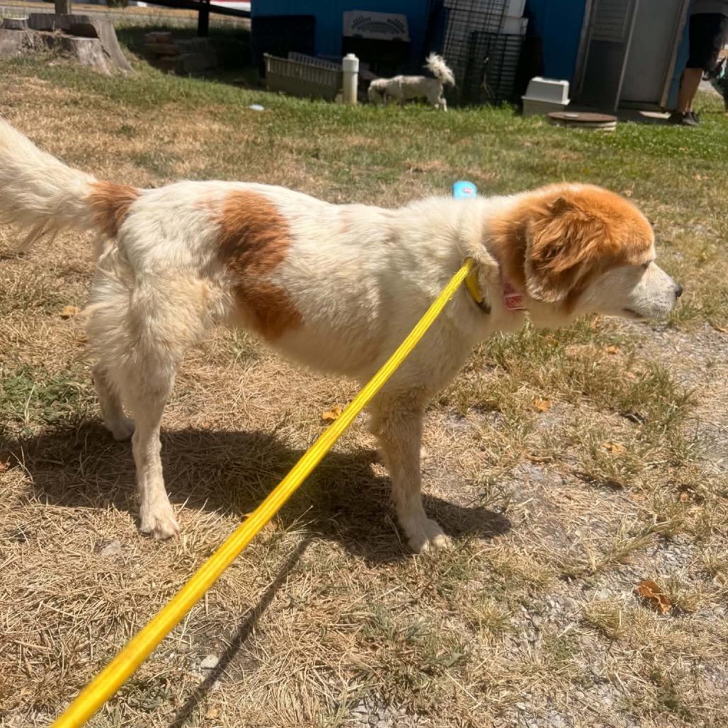 Enlarge Peaches, a Adoptable mixed breed in Pittsburg, KS image 1/3