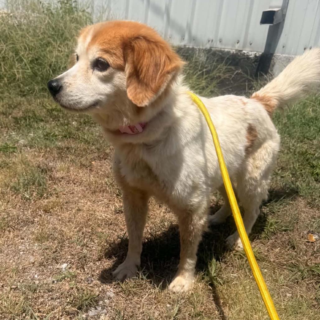 Enlarge Peaches, a Adoptable mixed breed in Pittsburg, KS image 2/3