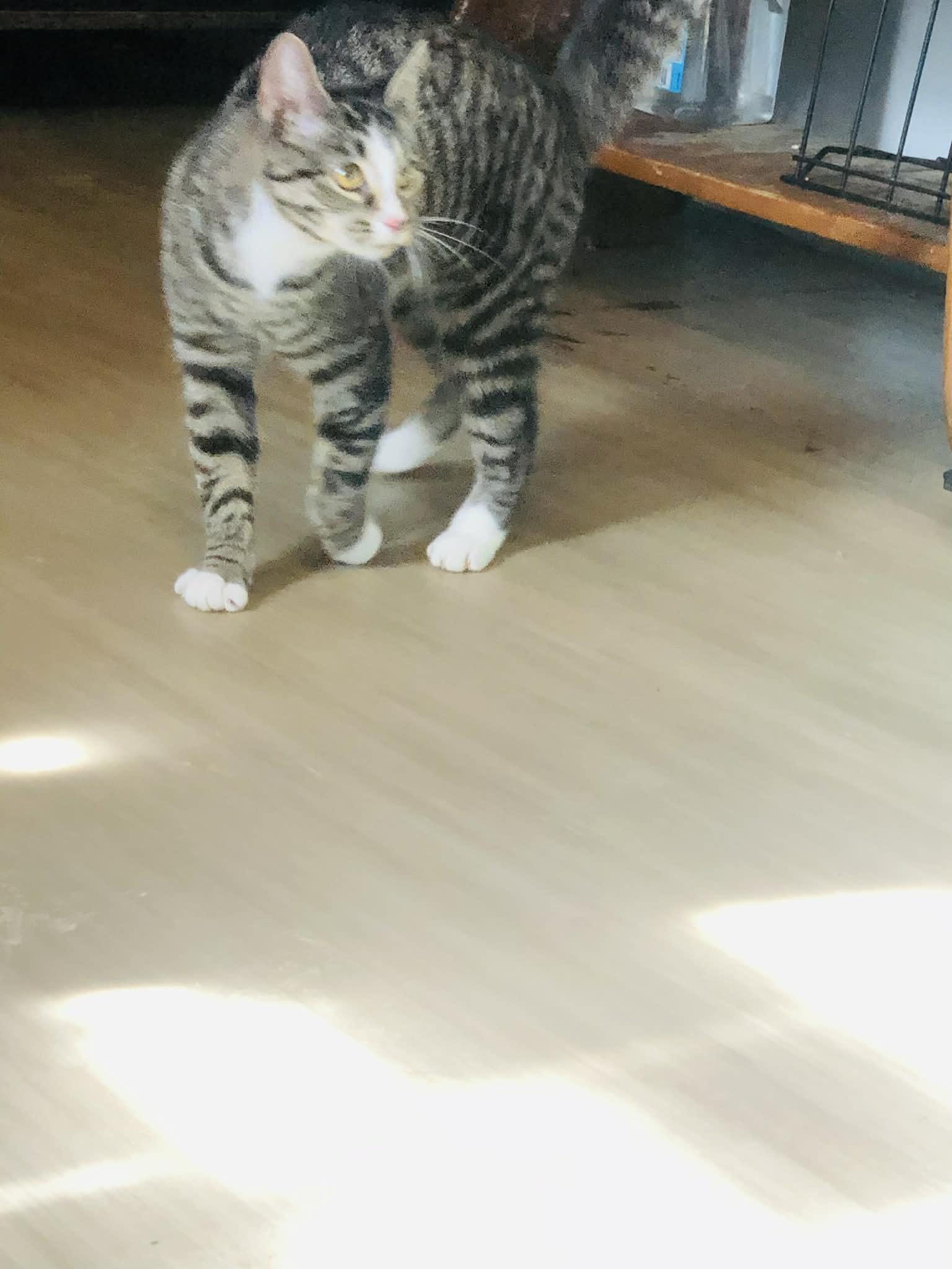 Susie, Adoptable, Young Female Domestic Short Hair.