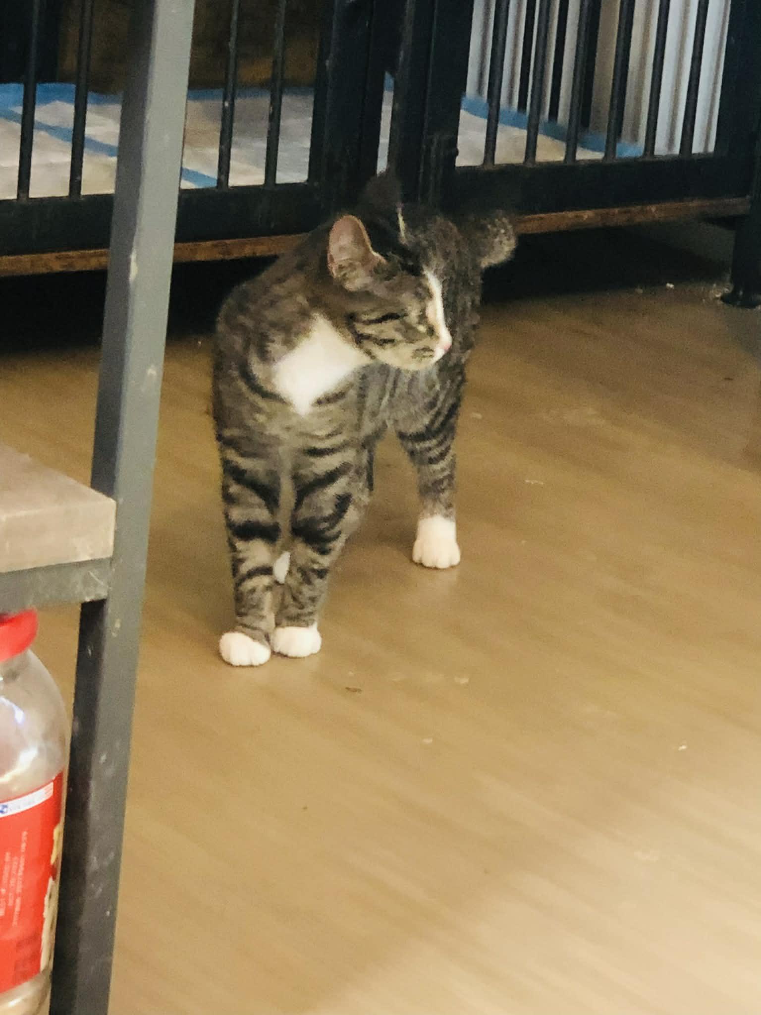 Susie, a Adoptable Domestic Short Hair in Campton, KY image 2/5