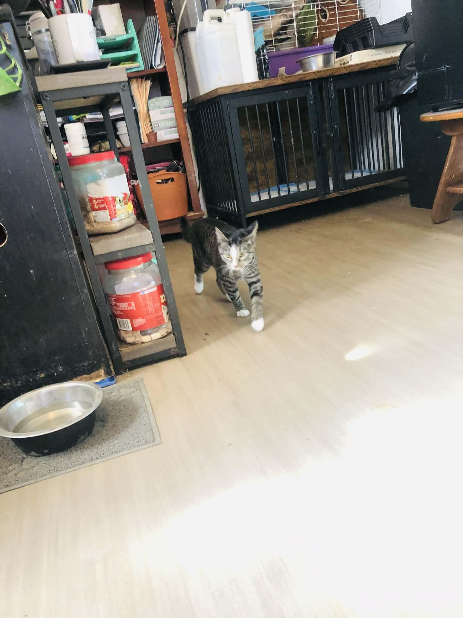 Susie, a Adoptable Domestic Short Hair in Campton, KY image 3/5