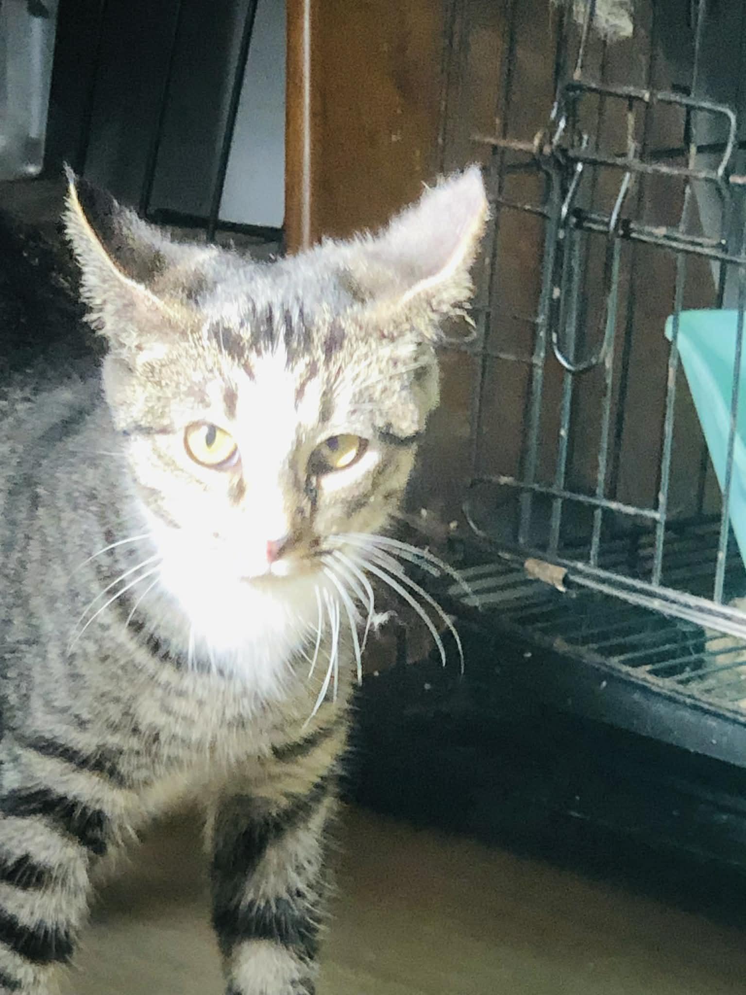 Susie, a Adoptable Domestic Short Hair in Campton, KY image 5/5