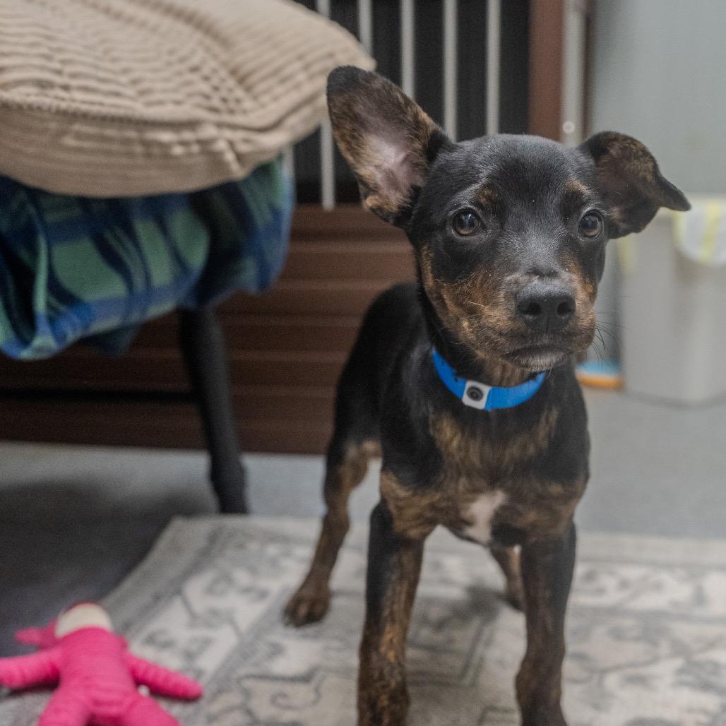 Ezra, Adoptable, Puppy Male Hound & Mixed Breed.
