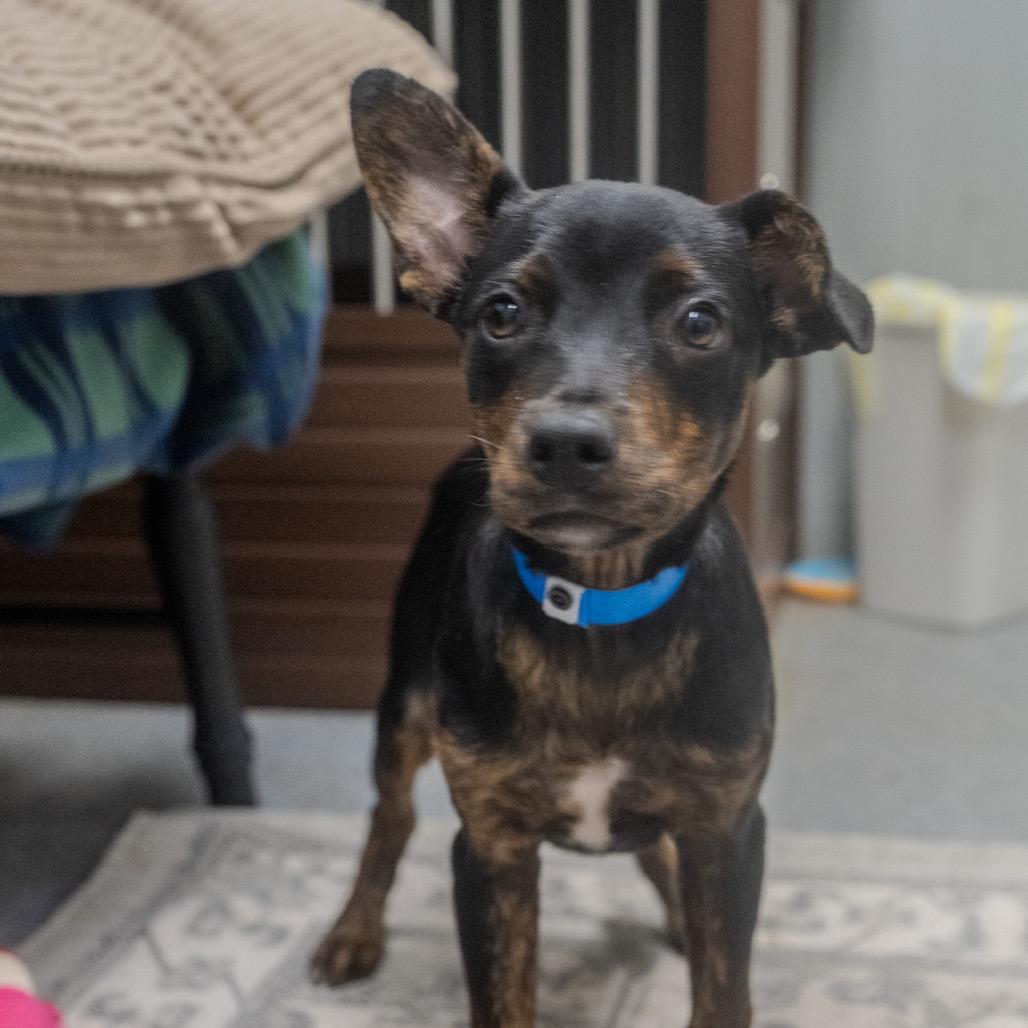 Ezra, a Adoptable mixed breed in Pawling, NY image 2/6