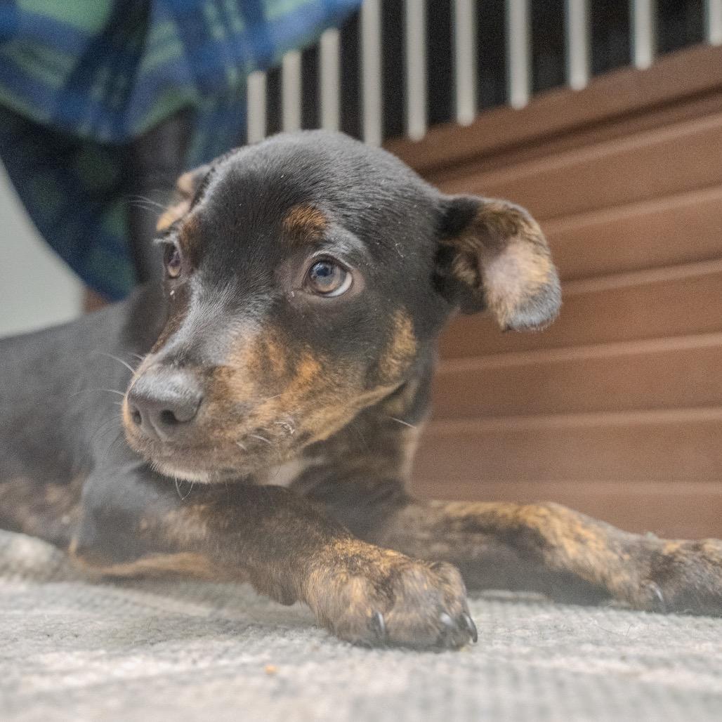 Ezra, a Adoptable mixed breed in Pawling, NY image 3/6