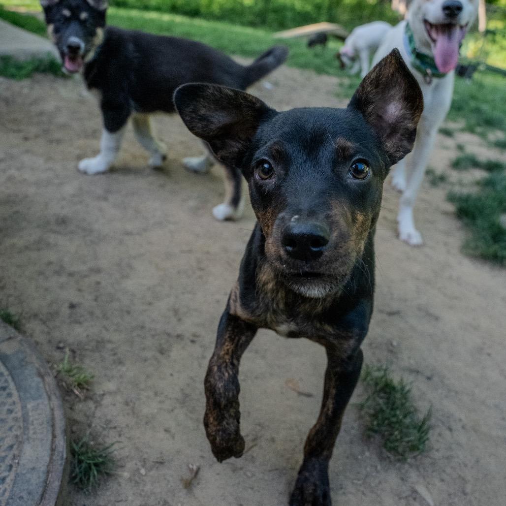 Ezra, a Adoptable mixed breed in Pawling, NY image 4/6