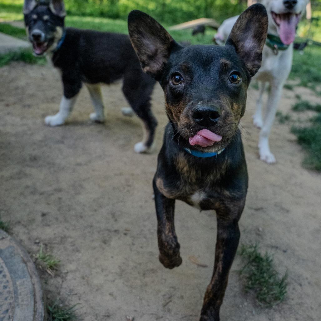 Ezra, a Adoptable mixed breed in Pawling, NY image 5/6