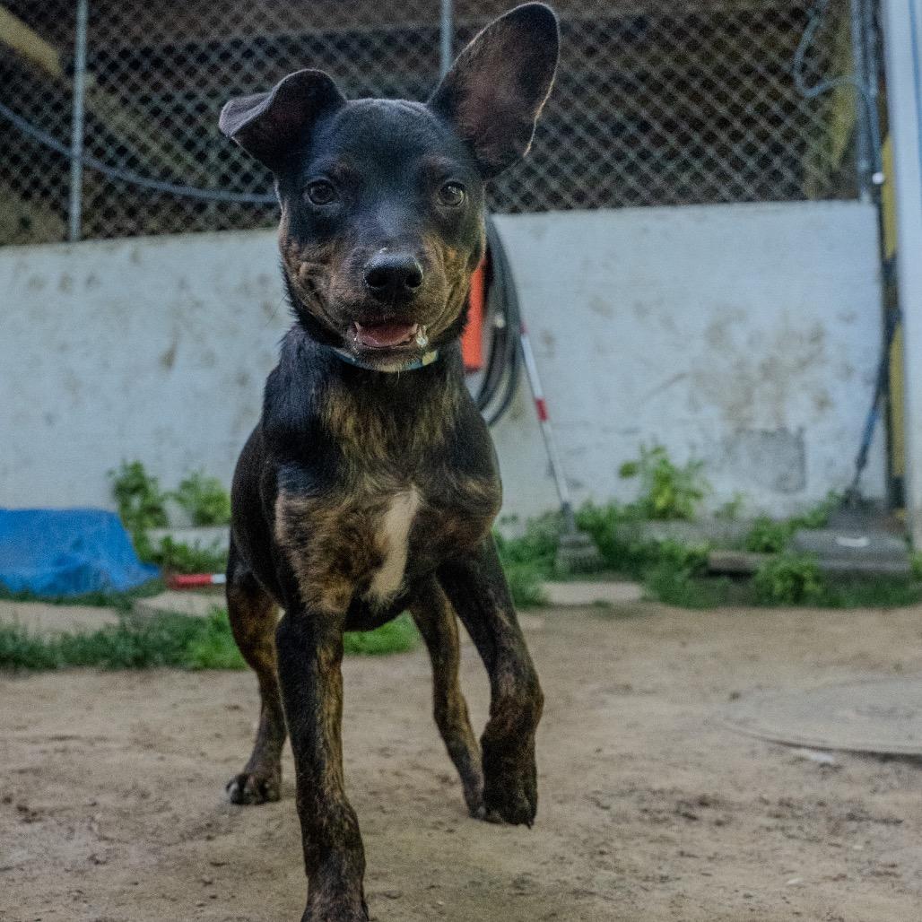 Ezra, a Adoptable mixed breed in Pawling, NY image 6/6