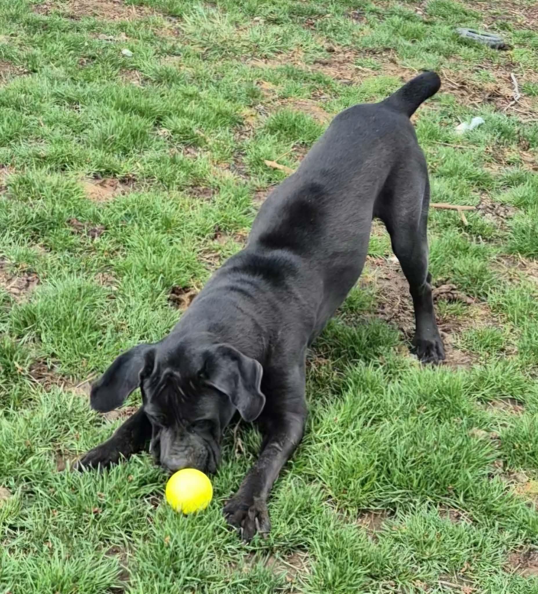 Zulu, an adopted Cane Corso in Dayton, OH image 6/6