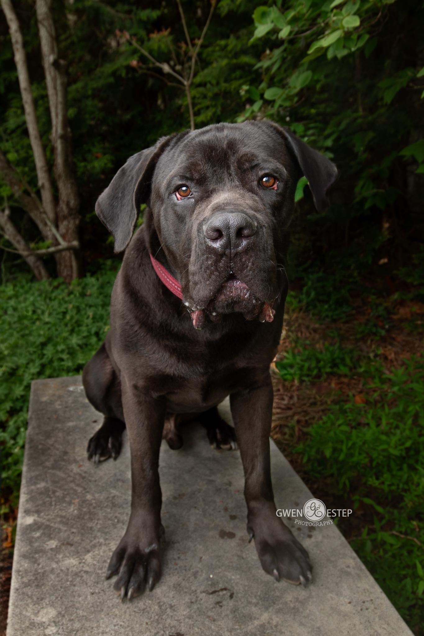 Zulu, an adopted Cane Corso in Dayton, OH image 1/6