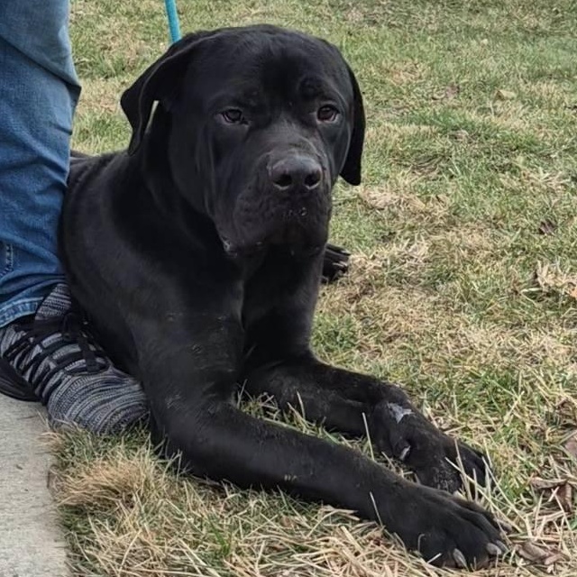 Zulu, an adopted Cane Corso in Dayton, OH image 4/6