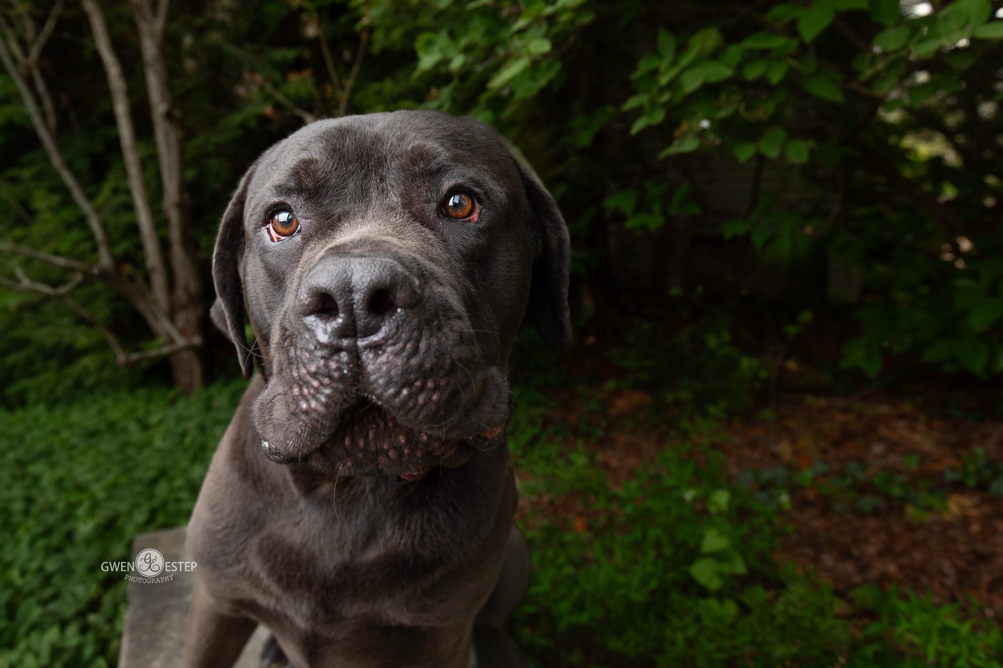 Zulu, an adopted Cane Corso in Dayton, OH image 2/6