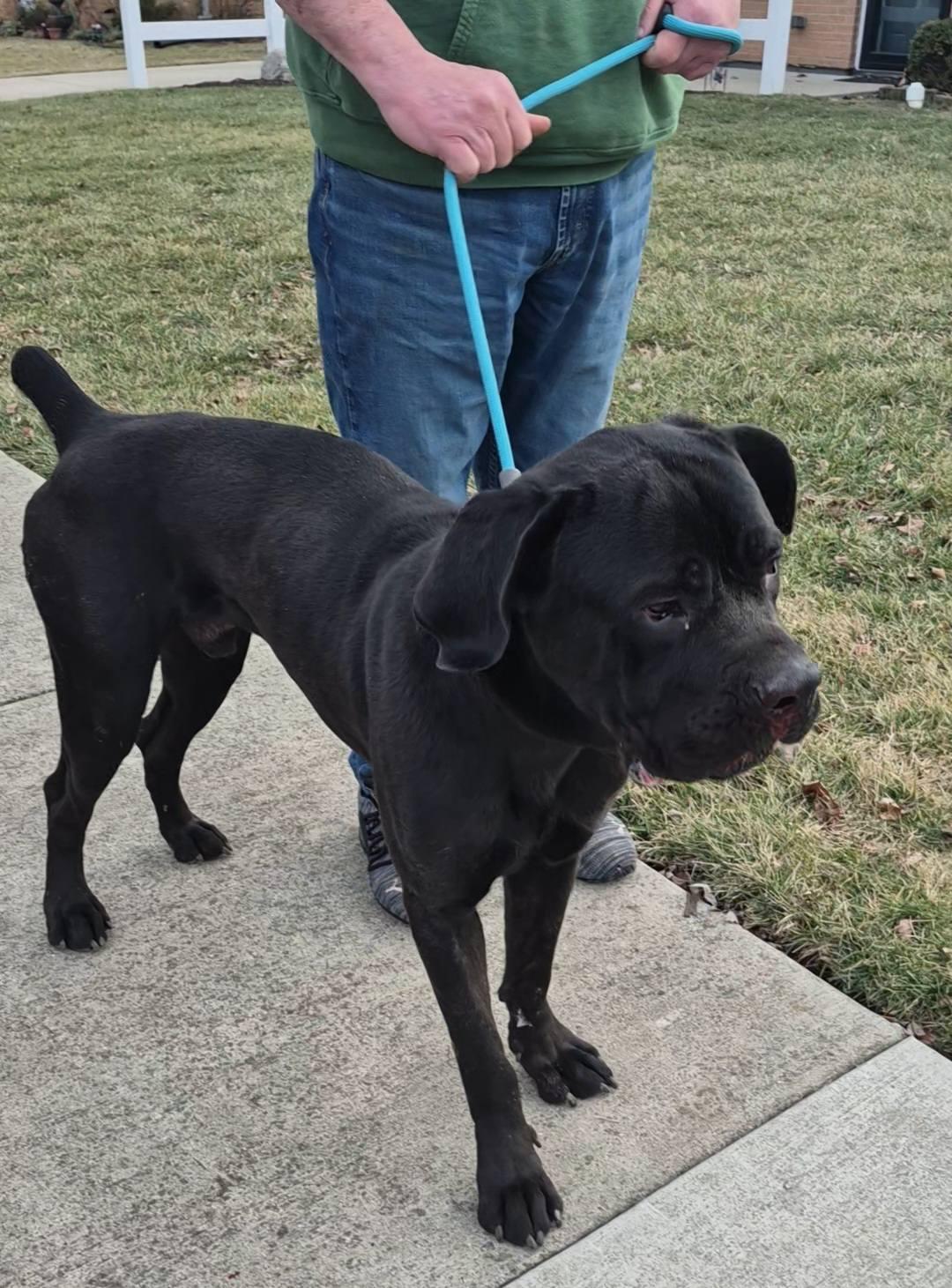 Zulu, an adopted Cane Corso in Dayton, OH image 5/6