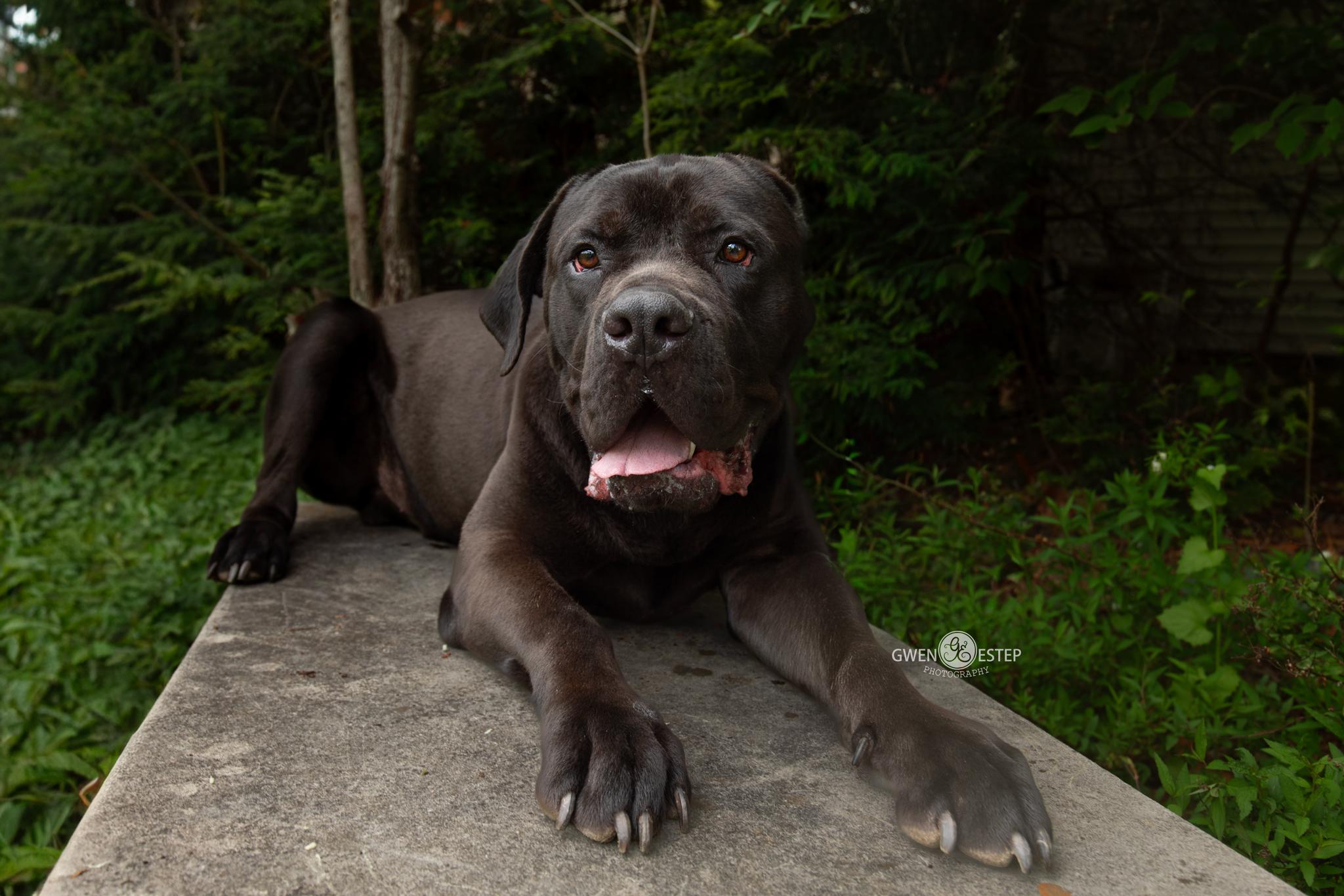 Zulu, an adopted Cane Corso in Dayton, OH image 3/6