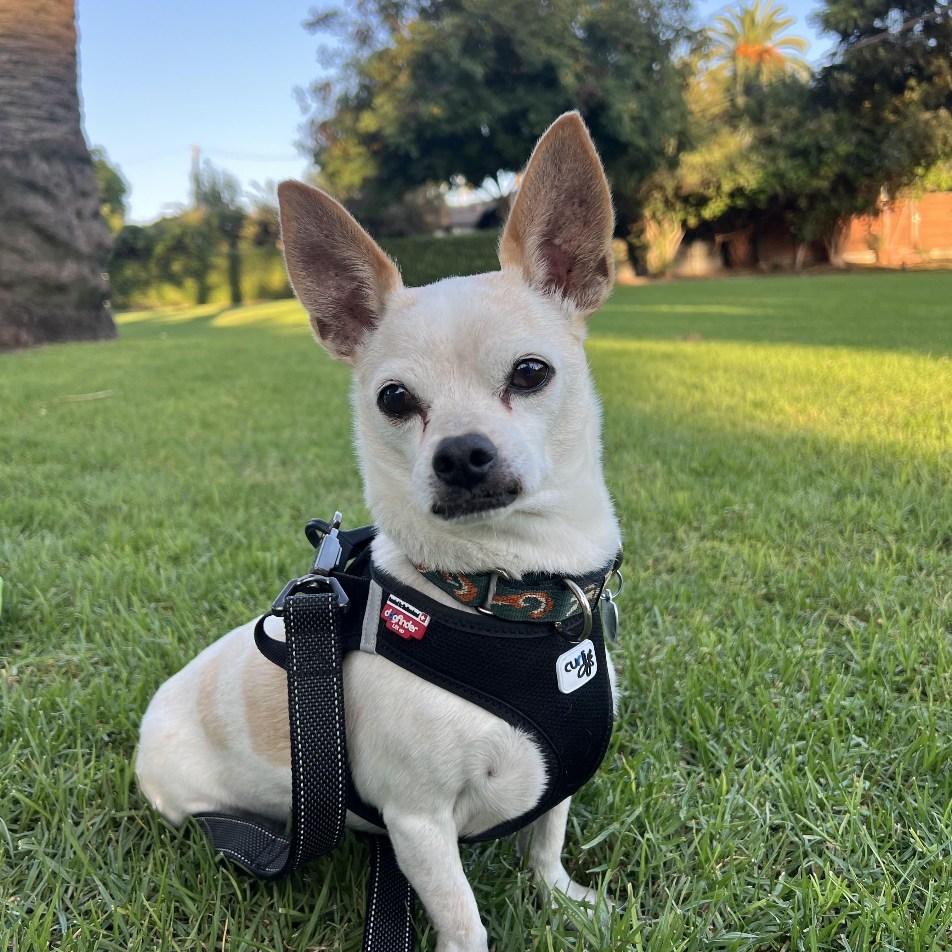 Rusty, a Adoptable mixed breed in Los Angeles, CA image 1/5