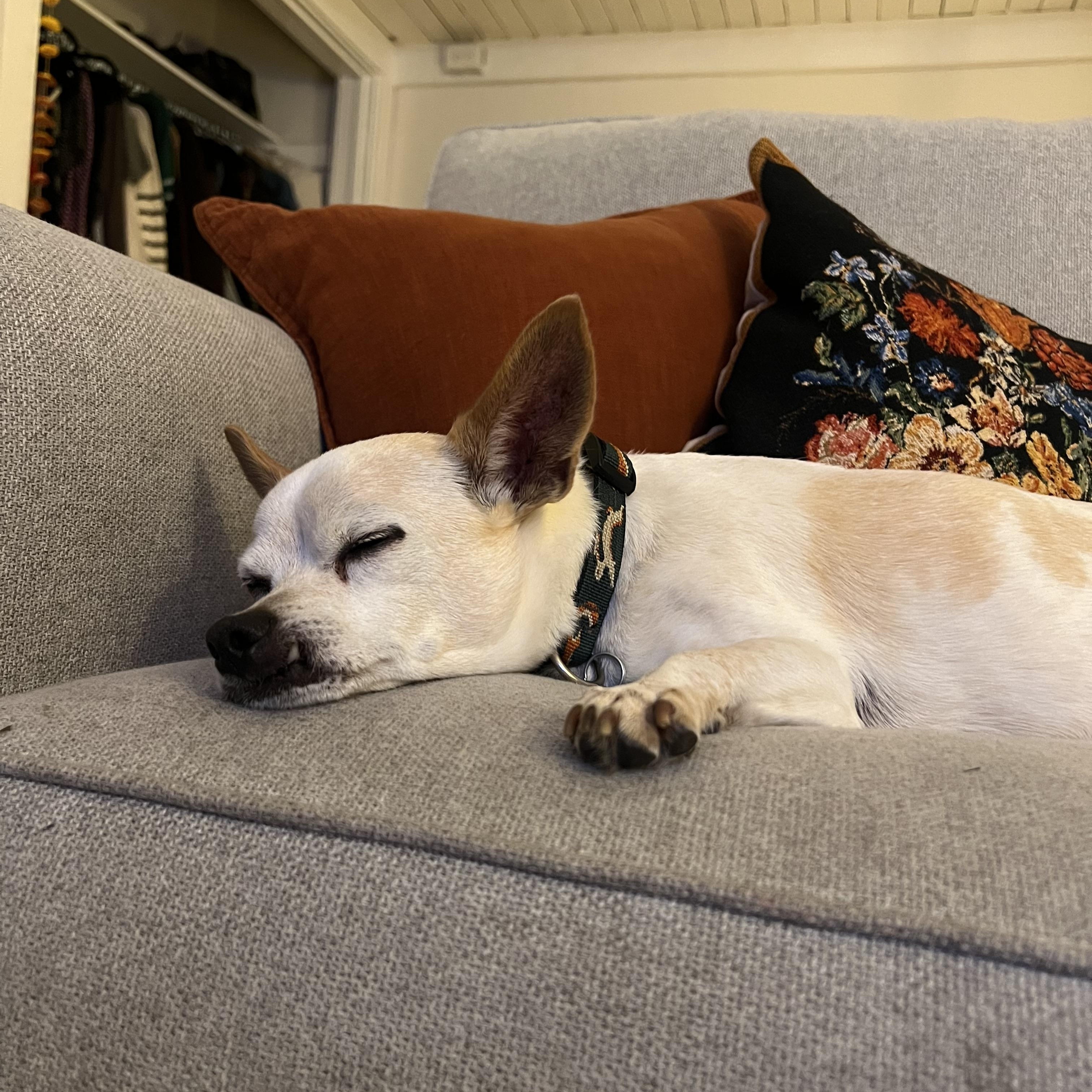 Rusty, a Adoptable mixed breed in Los Angeles, CA image 4/5