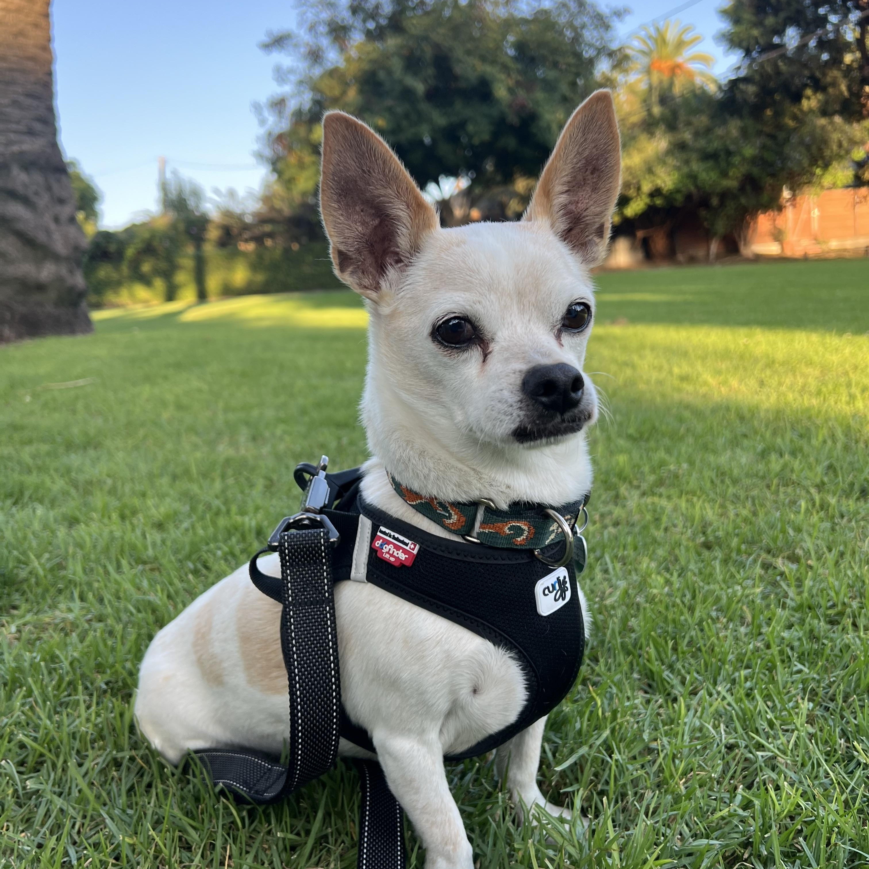 Rusty, a Adoptable mixed breed in Los Angeles, CA image 3/5