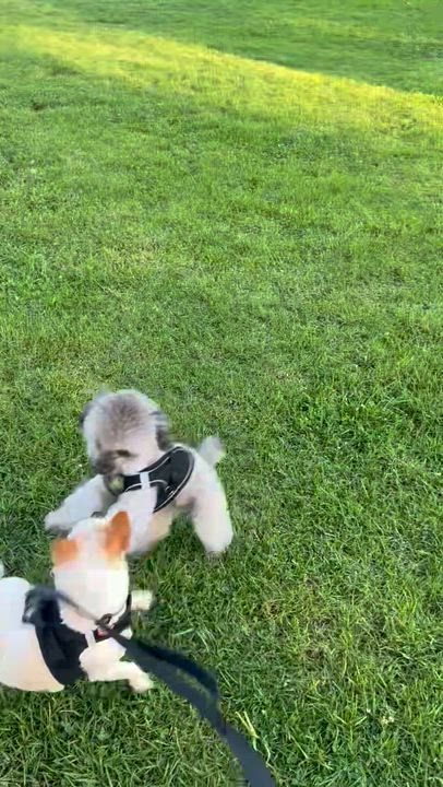 Enlarge Rusty, a Adoptable mixed breed in Los Angeles, CA video 2/5