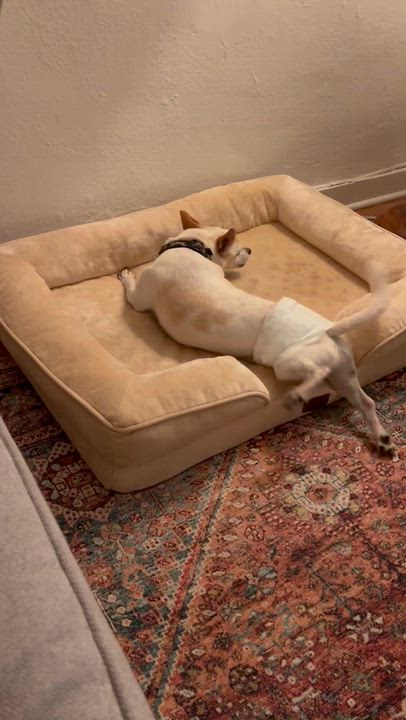 Enlarge Rusty, a Adoptable mixed breed in Los Angeles, CA video 5/5