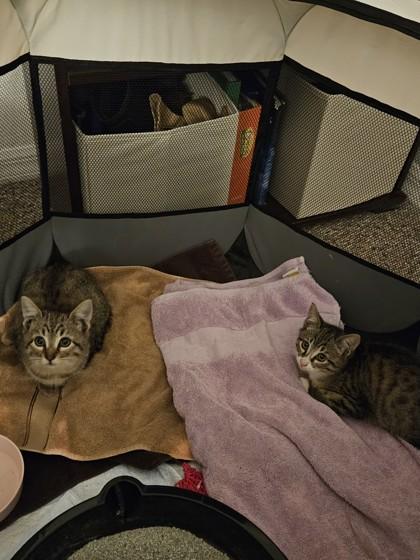 Penn, Adoptable, Kitten Male Domestic Short Hair & Domestic Short Hair.