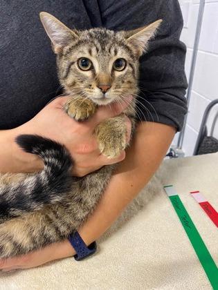 Enlarge Penn, a Adoptable mixed breed in Sanford, FL image 2/3