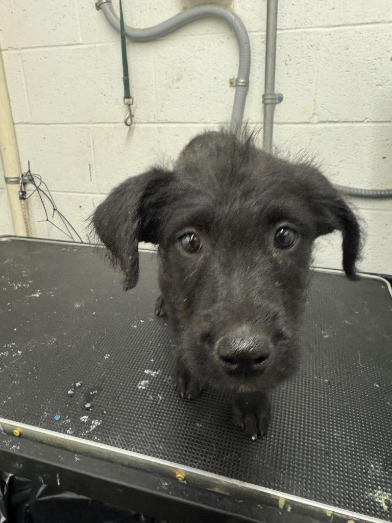 Ms.Fritz - Adoptable Awaiting S/N, Adoptable, Puppy Female Labrador Retriever.