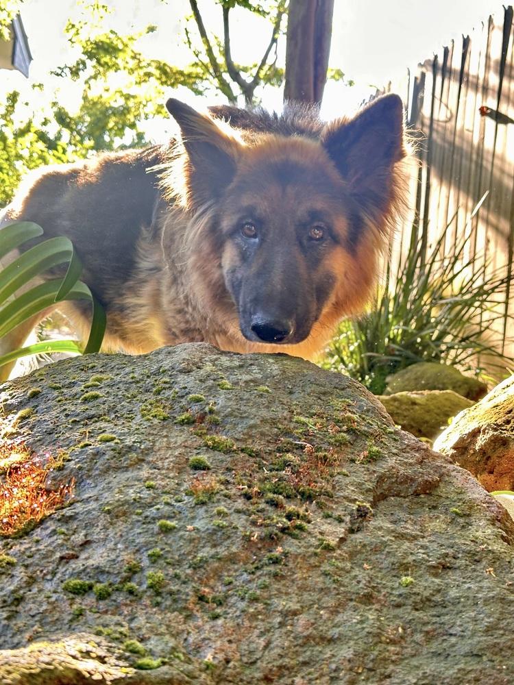 Ambra, Adoptable, Adult Female German Shepherd Dog.