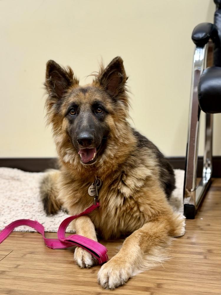 Ambra, a Adopted German Shepherd Dog in Sacramento, CA image 1/6
