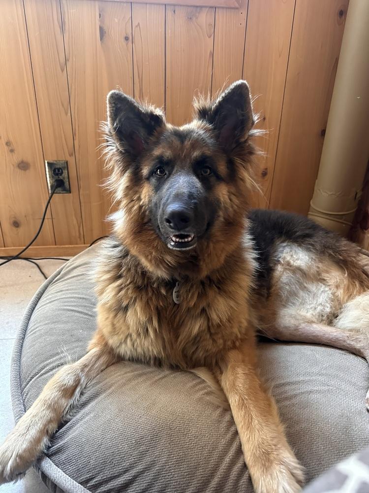 Ambra, Adoptable, Adult Female German Shepherd Dog.