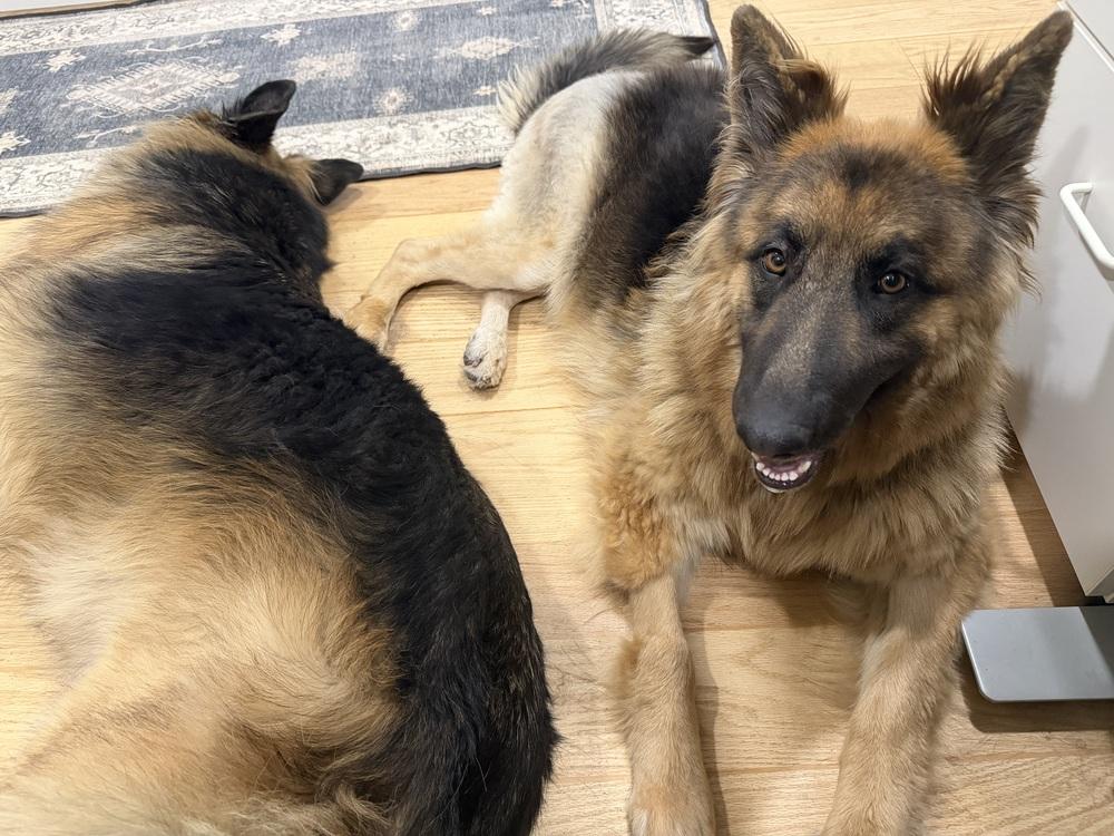 Enlarge Ambra, a Adoptable German Shepherd Dog in Sacramento, CA image 5/6