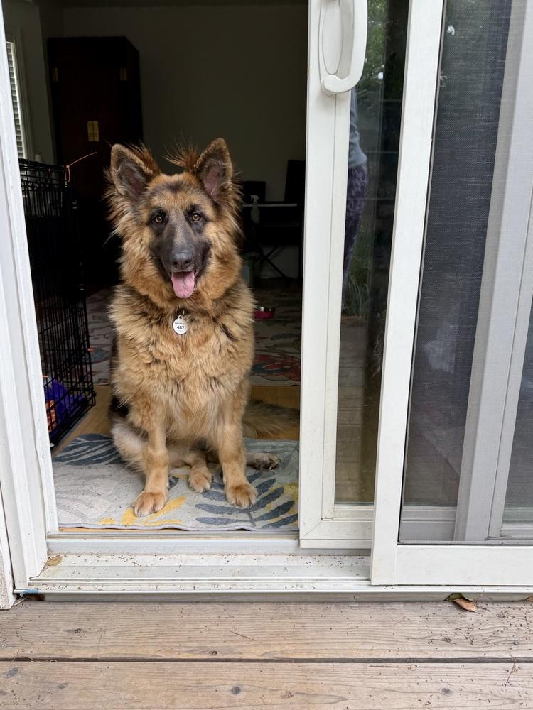 Enlarge Ambra, a Adoptable German Shepherd Dog in Sacramento, CA image 1/6