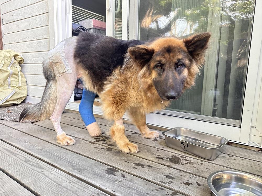 Enlarge Ambra, a Adoptable German Shepherd Dog in Palo Alto, CA image 2/6