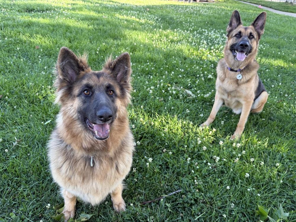 Enlarge Ambra, a Adoptable German Shepherd Dog in Sacramento, CA image 2/6
